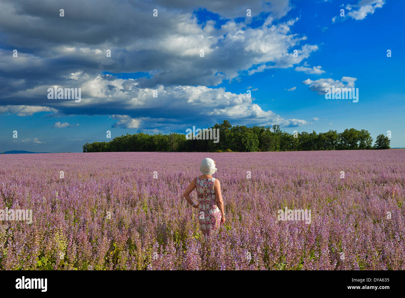 France, Provence, landscape, woman, flowers, bloom, summer, french, field, released, Stock Photo