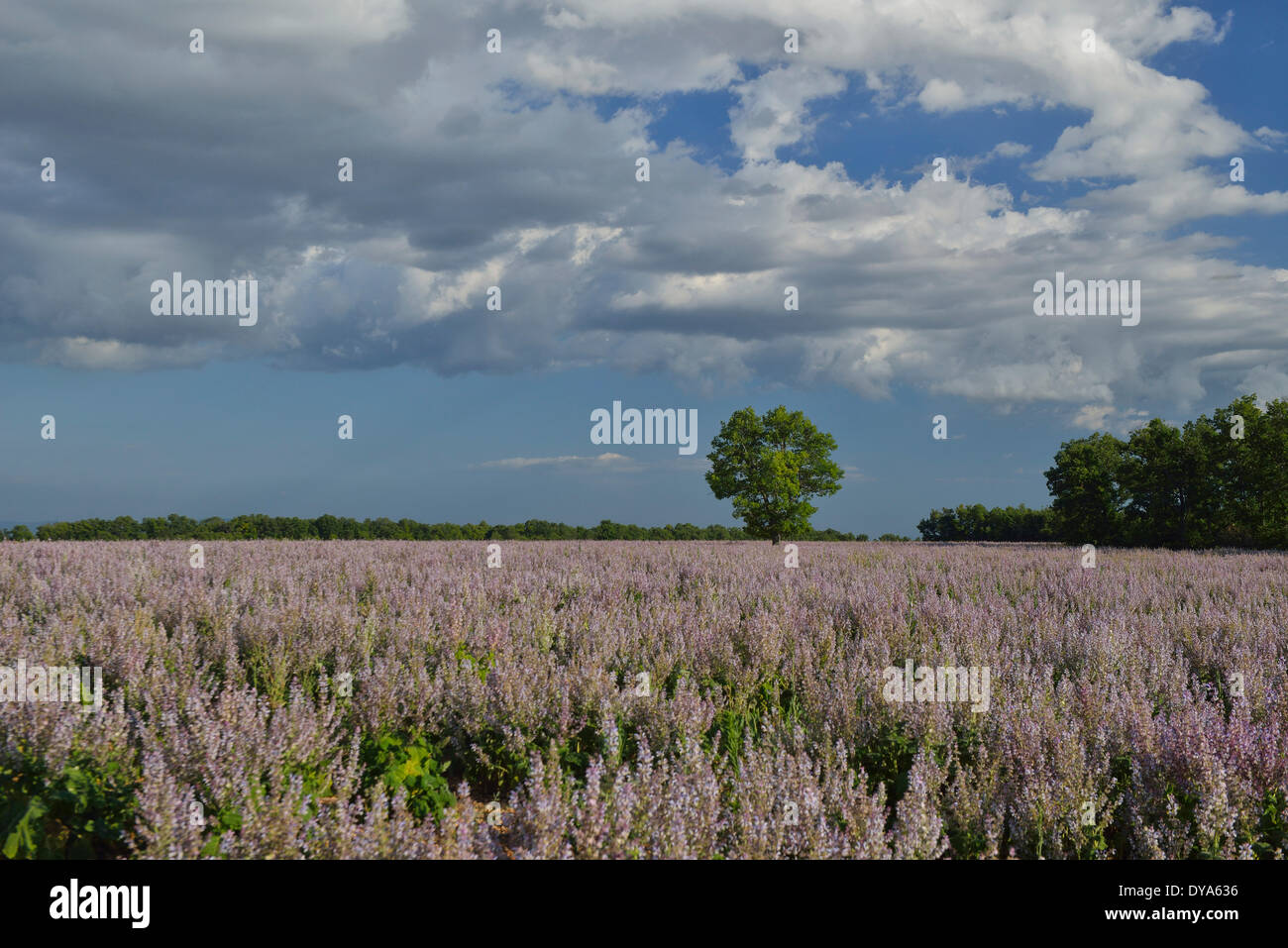 France, Provence, landscape, flowers, bloom, summer, tree, no people, field, Stock Photo