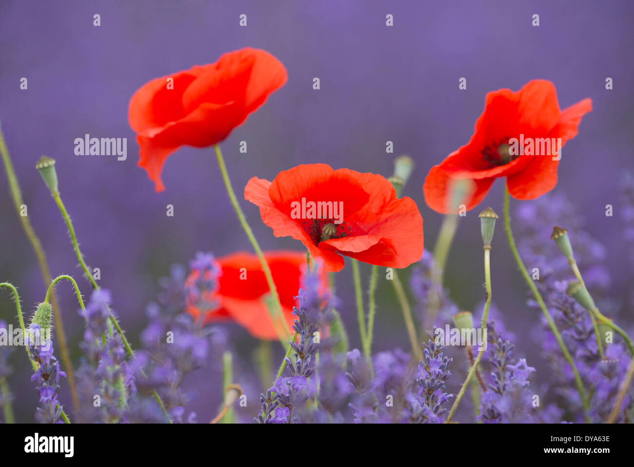 Europe, France, Provence, Vaucluse, poppy, poppies, bloom, flowers, lavender, nature, detail Stock Photo