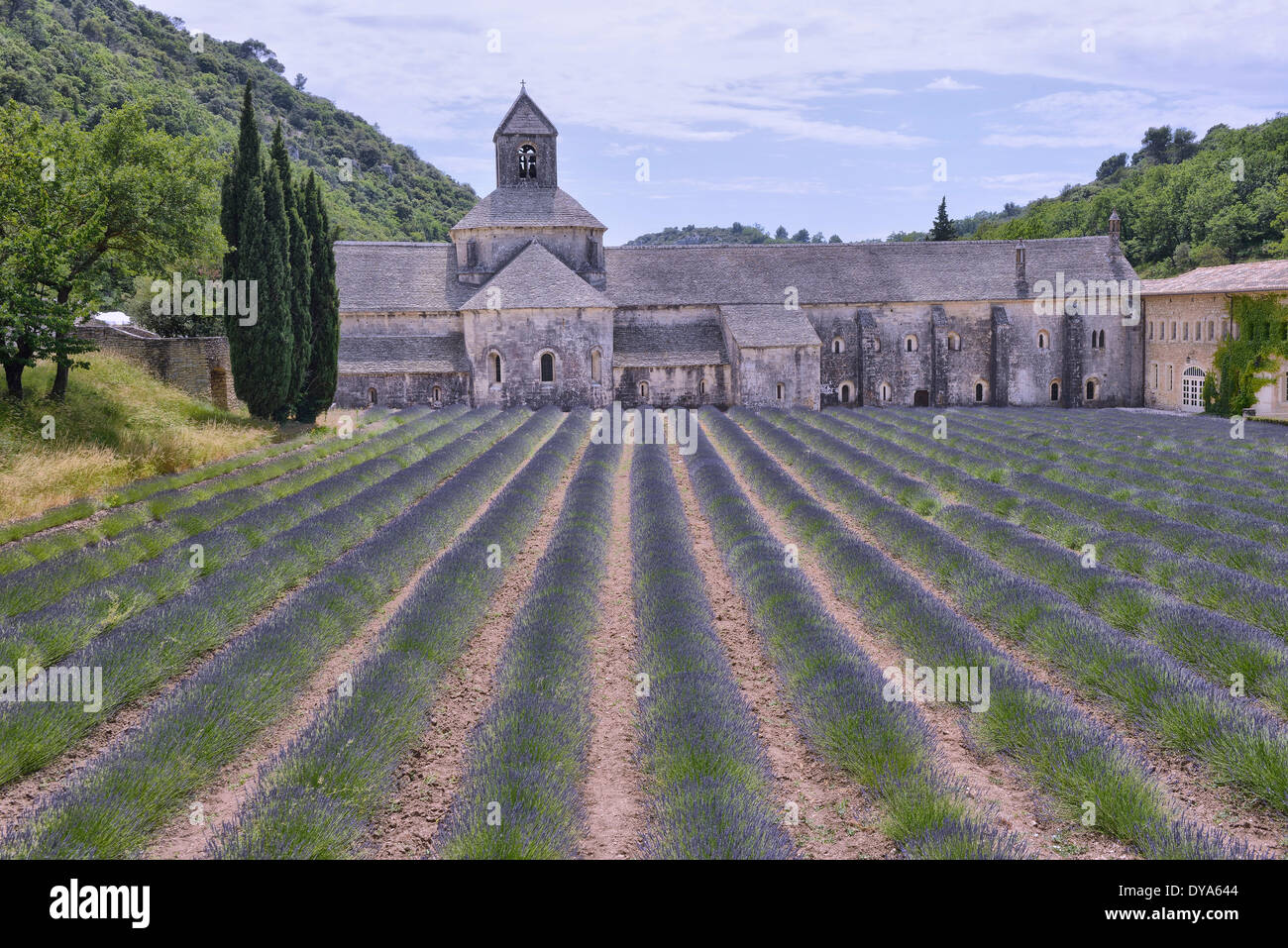 France, Provence, Vaucluse, Provence, Abbaye, Notre-Dame de Senanque, Senanque, Cistercian, romanic, building, stone, lavender Stock Photo
