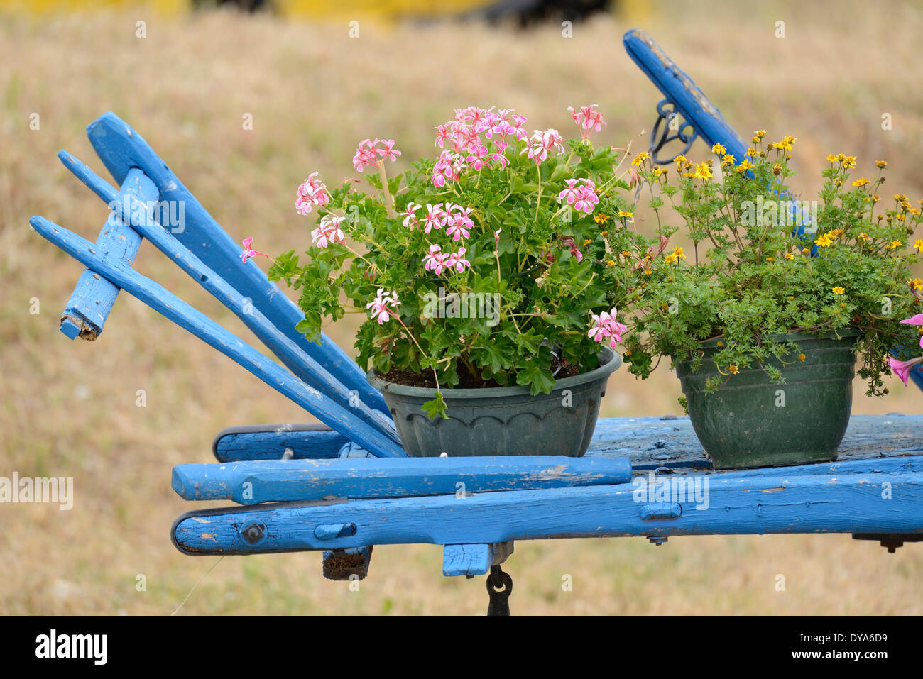 Europe, France, Provence, Vaucluse, wagon, flowers, still life, detail Stock Photo