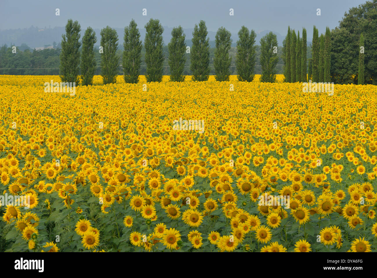 Sunflower field tuscany italy hires stock photography and images Alamy