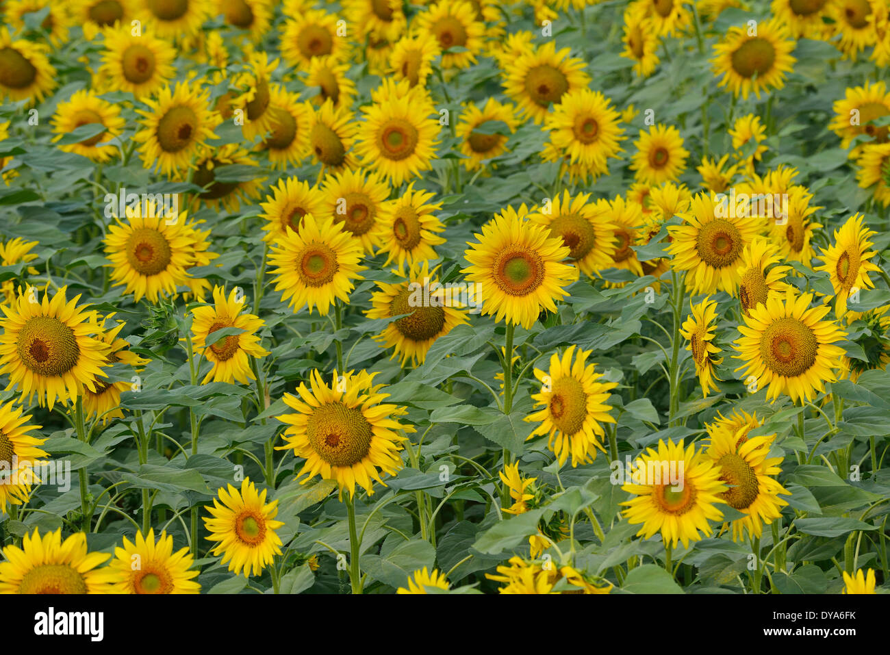 Sunflower field tuscany italy hi-res stock photography and images - Alamy