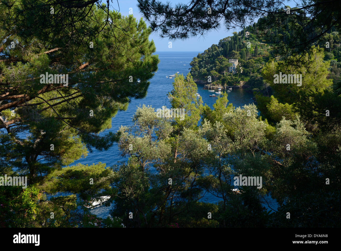 Italy, Riviera, Genoa province, Portofino, Mediterranean, tree, sea, Stock Photo
