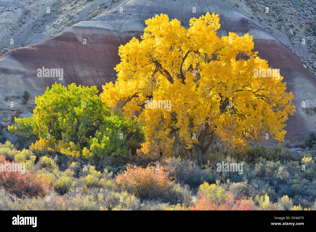 North America Utah Colorado Plateau cottonwood tree foliage autumn fall painted desert nature beauty outdoor landscape no peo Stock Photo