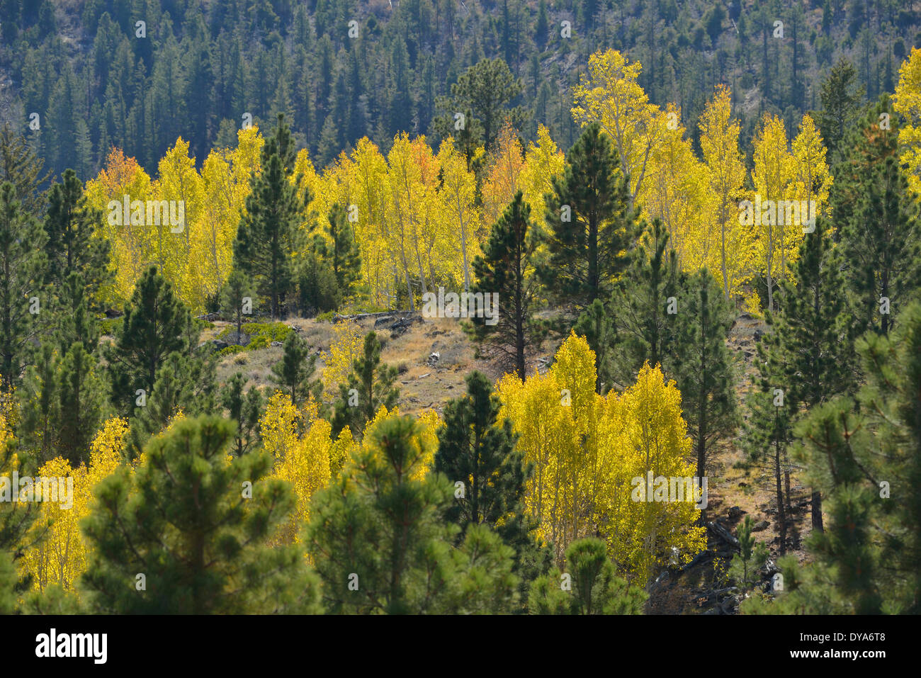 North America, Utah, Colorado Plateau, southern, aspen, foliage, landscape, nature, no people, Dixie, National Forest, forest, Stock Photo