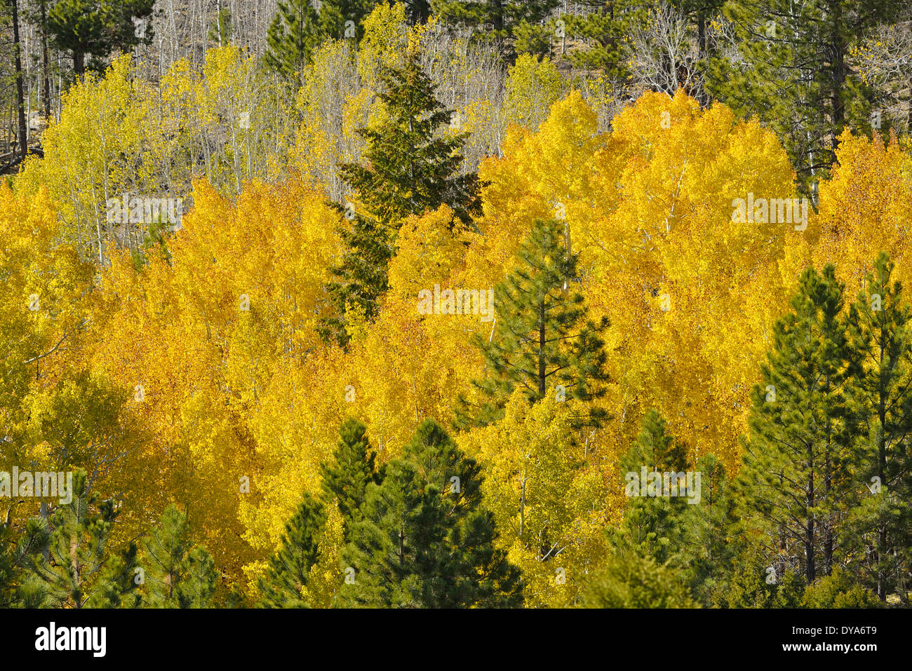 North America, Utah, Colorado Plateau, Dixie, National Forest, tree, forest, aspen, foliage, nature, autumn Stock Photo
