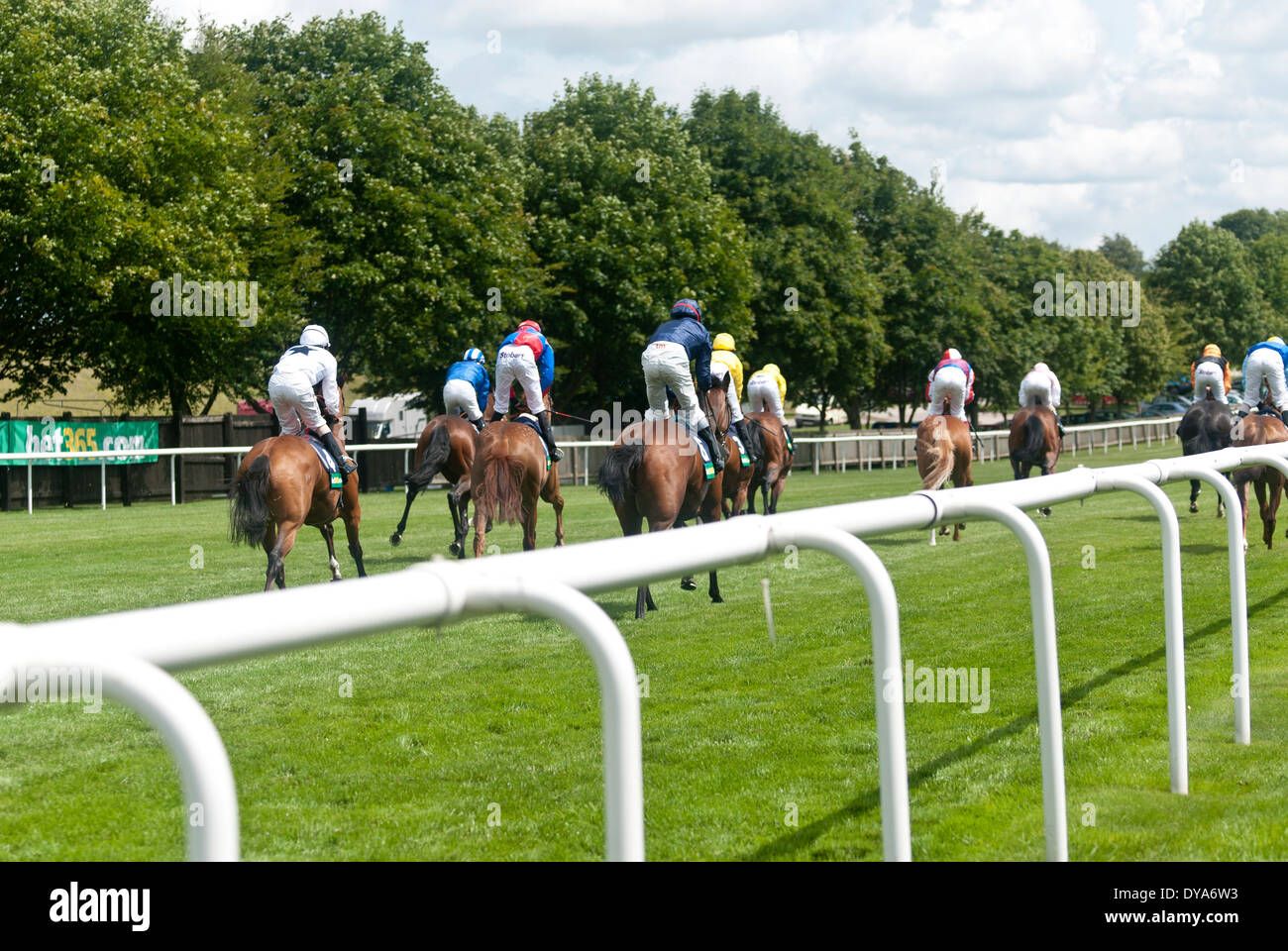 Horse racing, newmarket, horses, jockeys, race, brown, green lawn, white fence Stock Photo