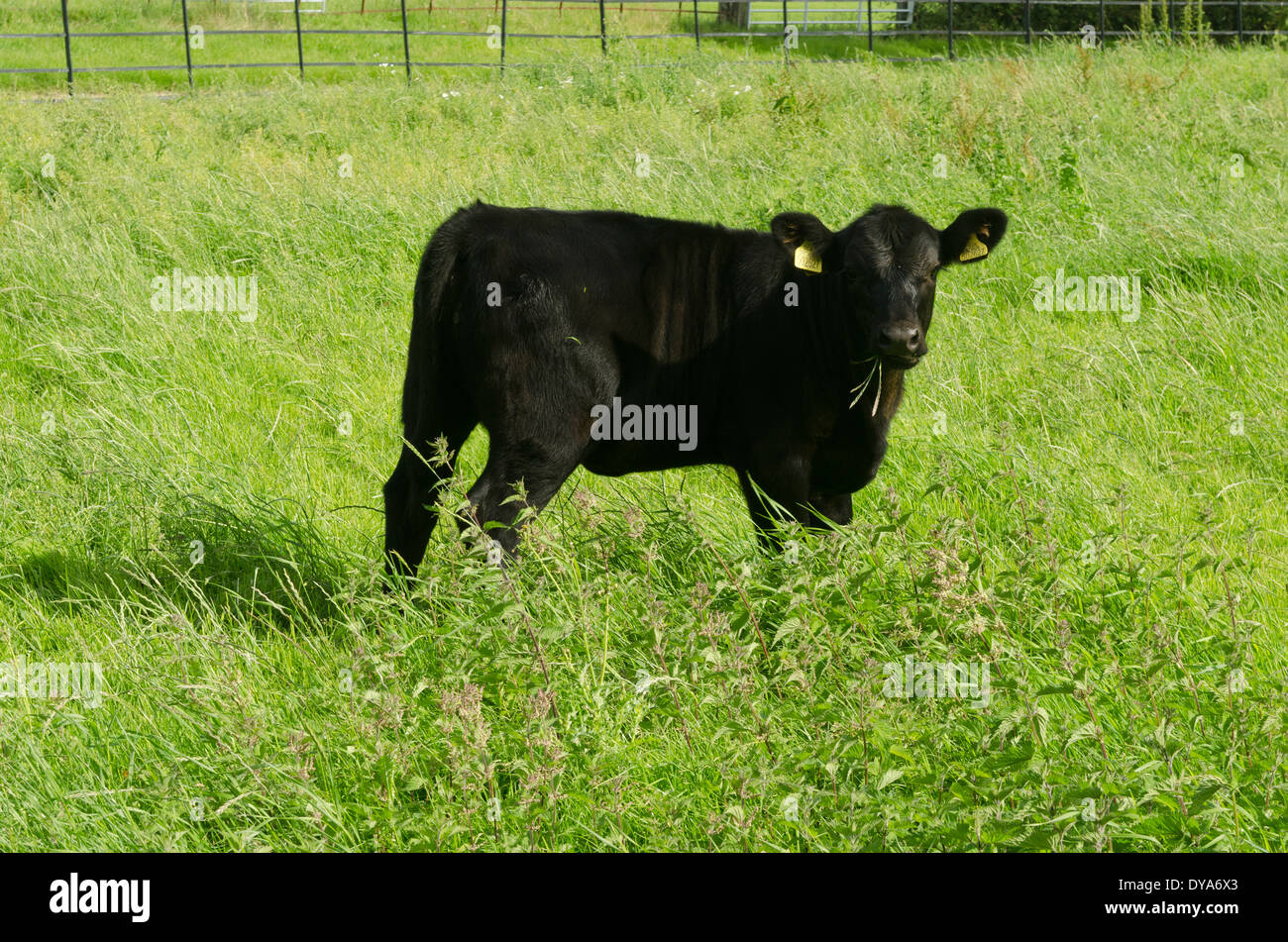 Black baby cow in field hi-res stock photography and images - Alamy