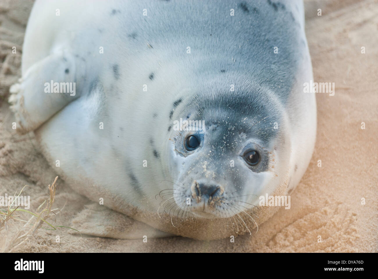 Seal, grey seal, suffolk, on beach, sand, grey seal pup, Stock Photo