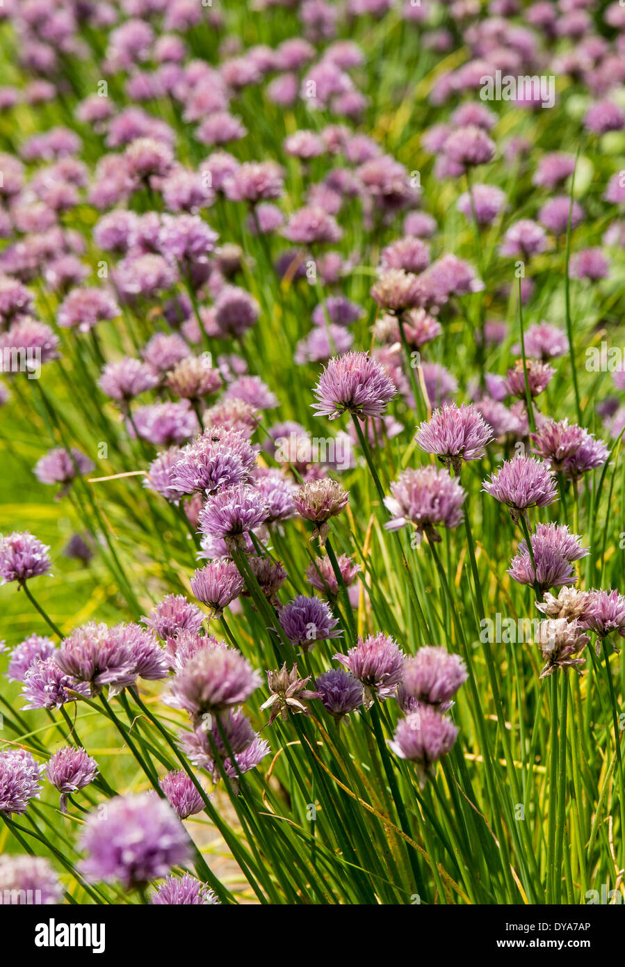 Chives, chive plants in bloom, pink, purple flowers Stock Photo