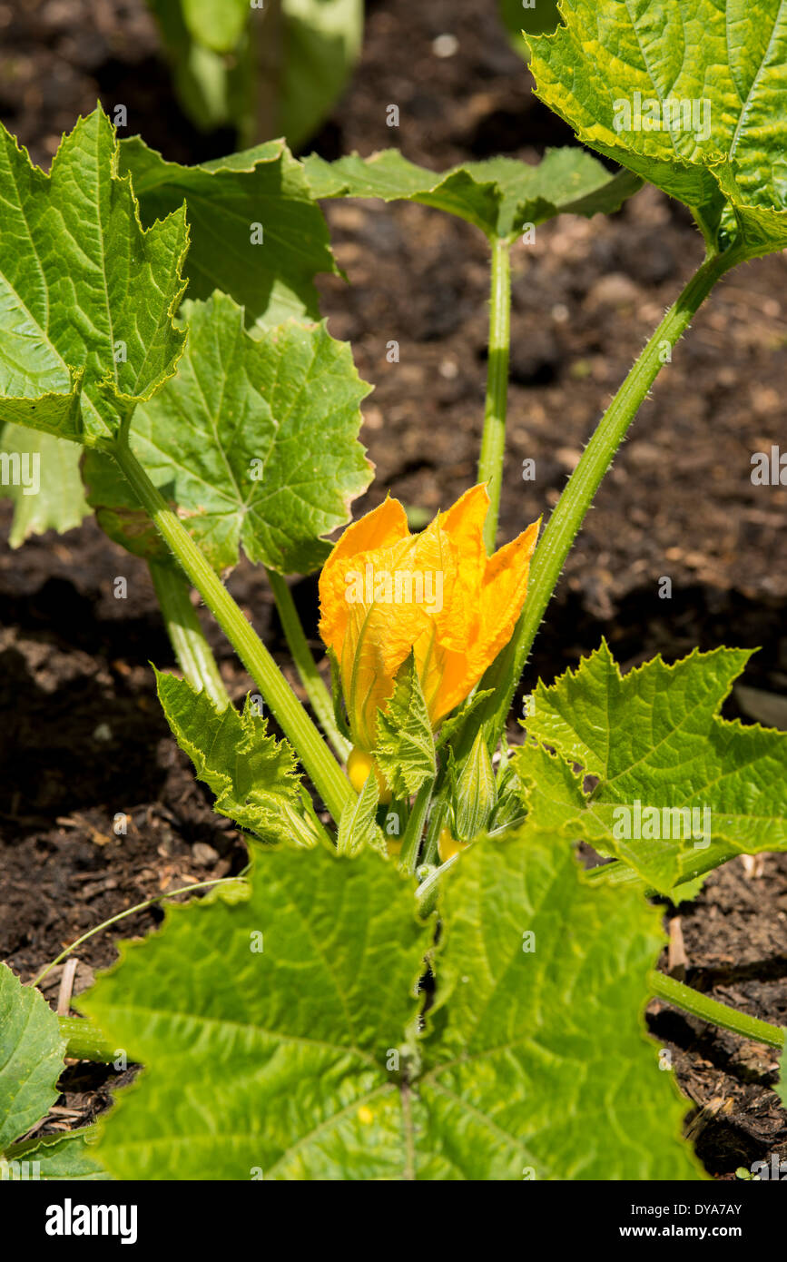 Courgette plant with Flower in the garden, sunny day, shot from 3/4 on
