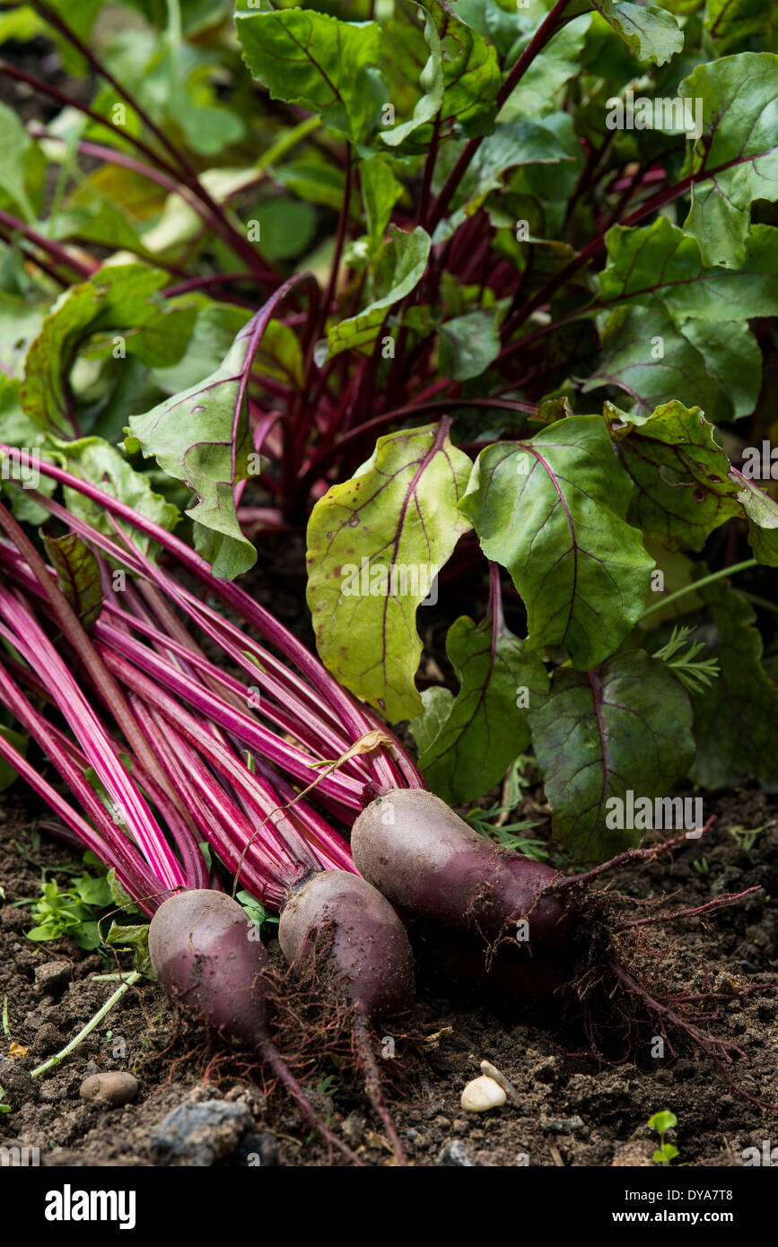 Beetroot leaves hi-res stock photography and images - Alamy