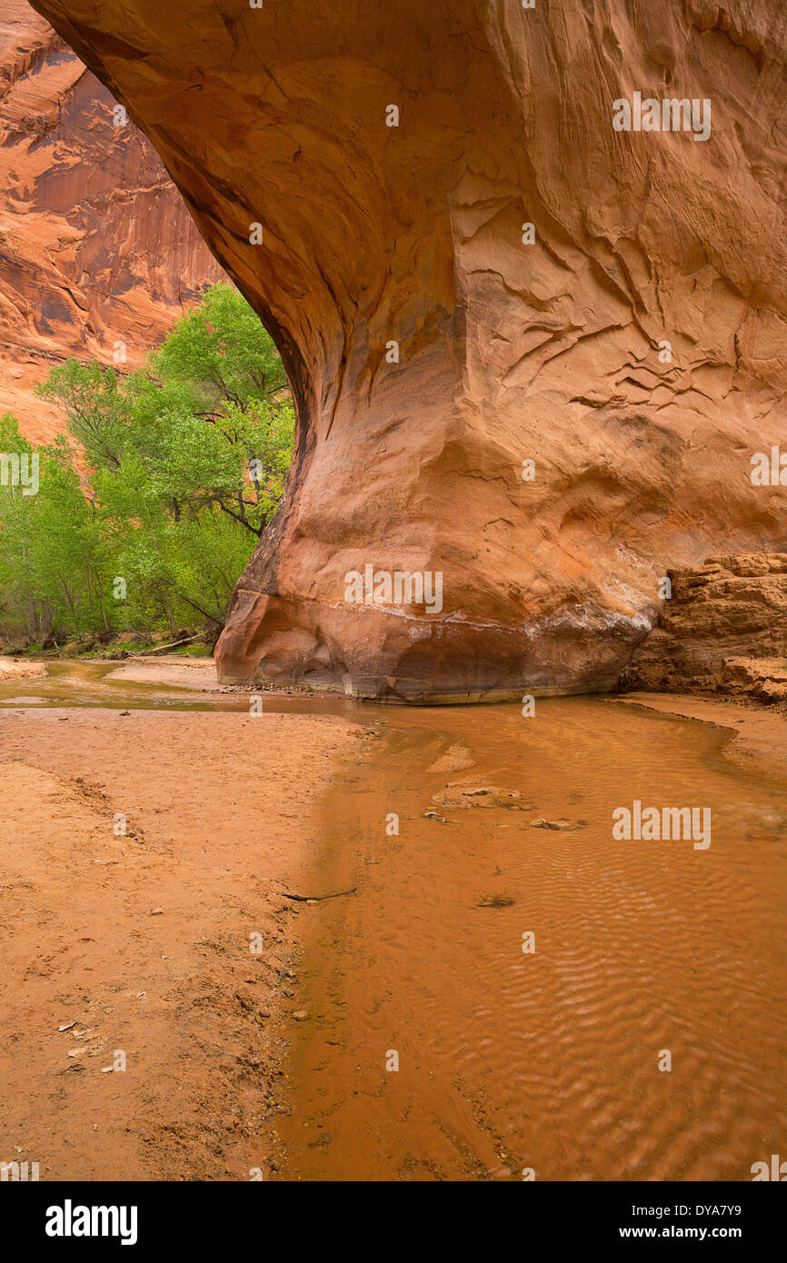 alcove cottonwood cottonwoods Coyote Gulch bottom desert varnish drainage Escalante Glen Canyon National Recreation Area Grand S Stock Photo