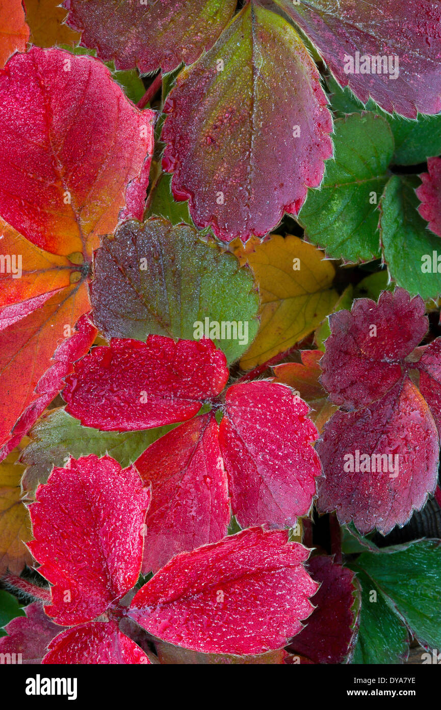 strawberry strawberry leaves fall frost frosty chill chilly leaves fall leaves macro close up colour colourful WA Washington Stock Photo