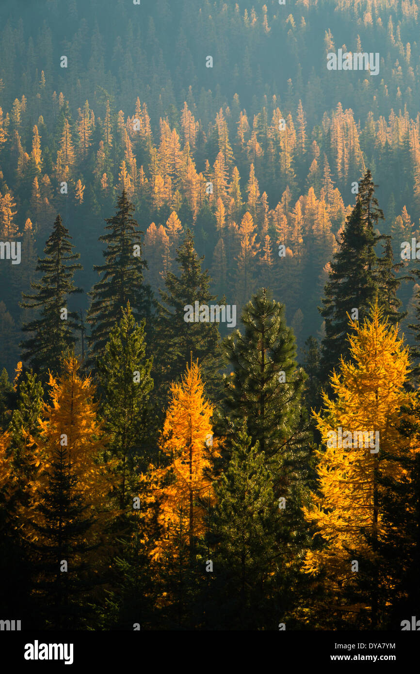 larch tree trees forest Larix lyalli Ponderosa Pine Pinus ponderosa North Cascades WA Washington USA America United States fa Stock Photo