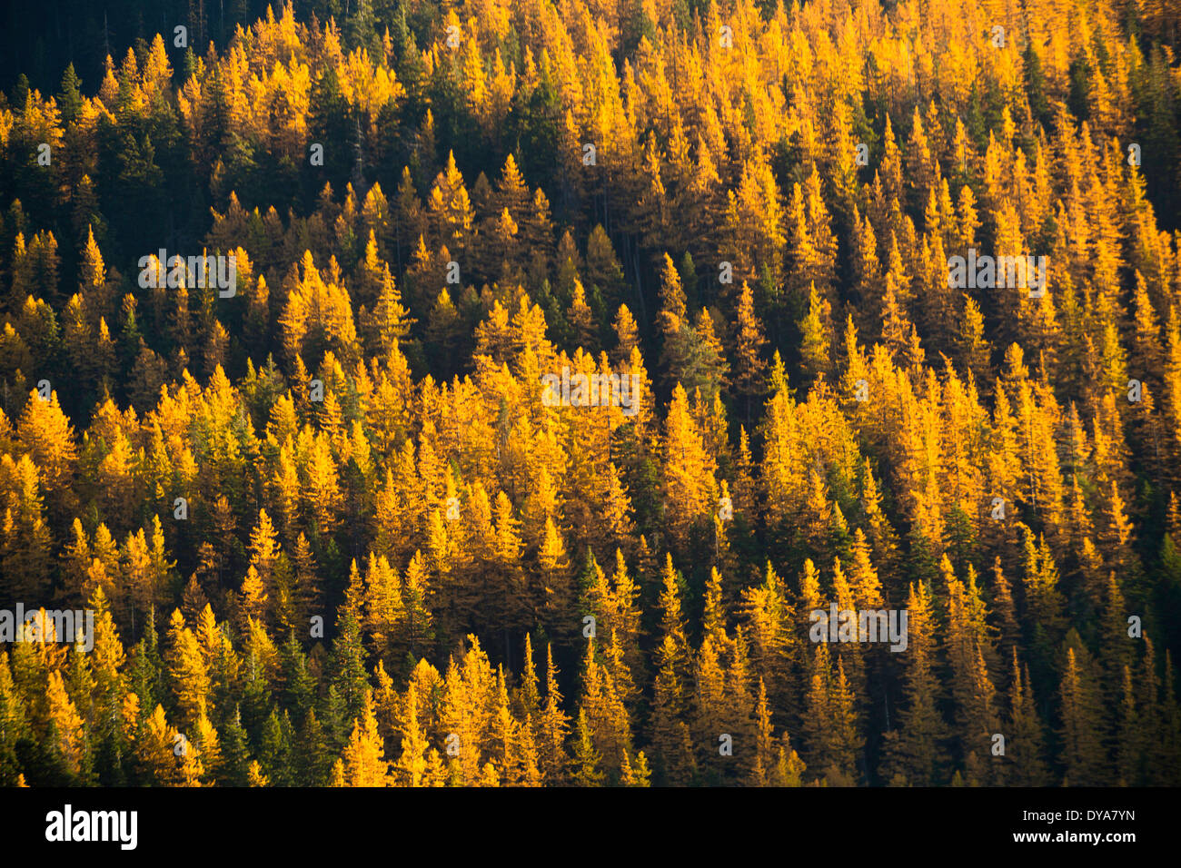 larch tree trees forest Larix lyalli Ponderosa Pine Pinus ponderosa North Cascades WA Washington USA America United States fa Stock Photo