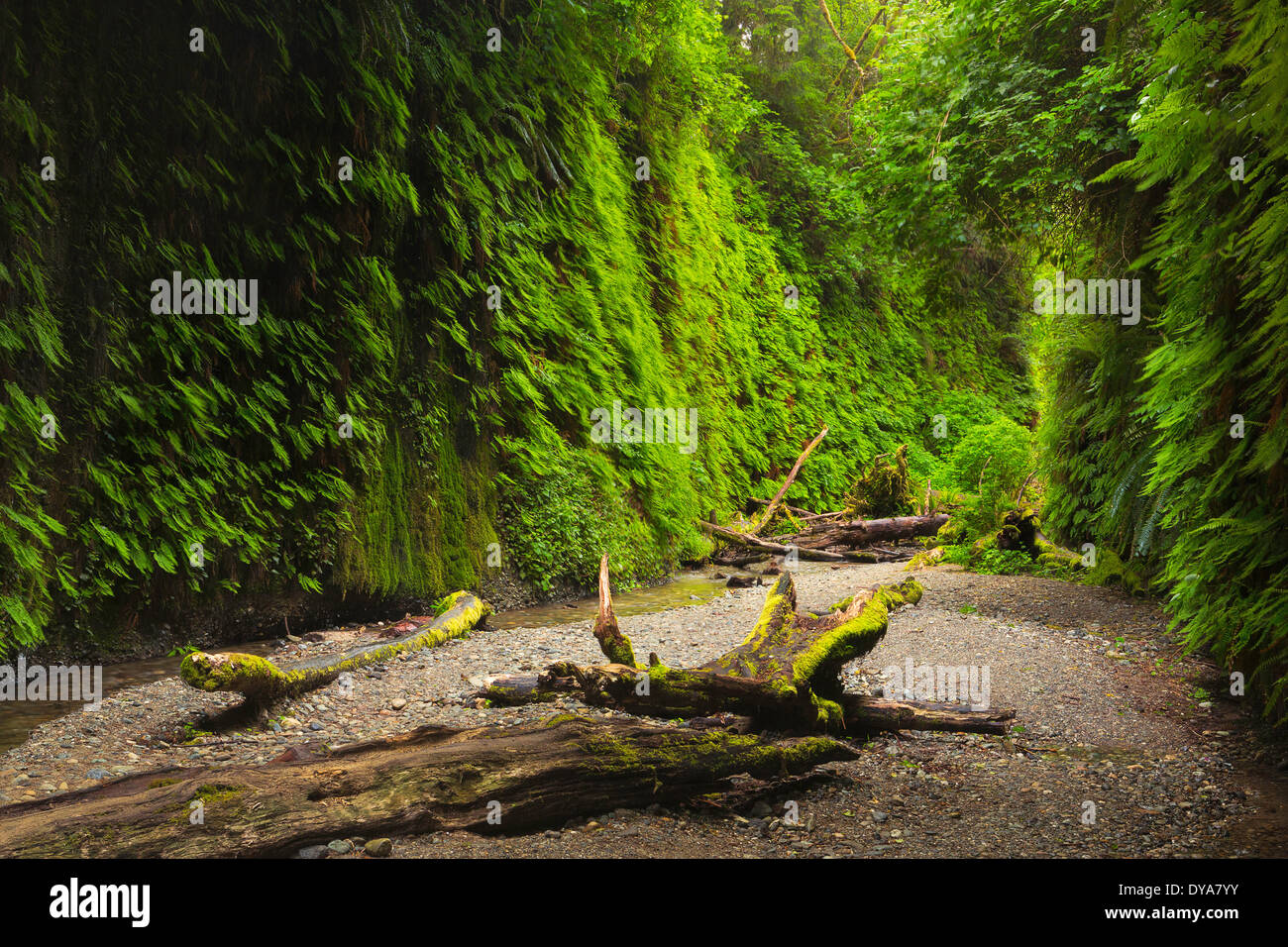 Fern Canyon stream brook creek fern ferns canyon gully gulch Redwood National Park CA California USA America United States, Stock Photo