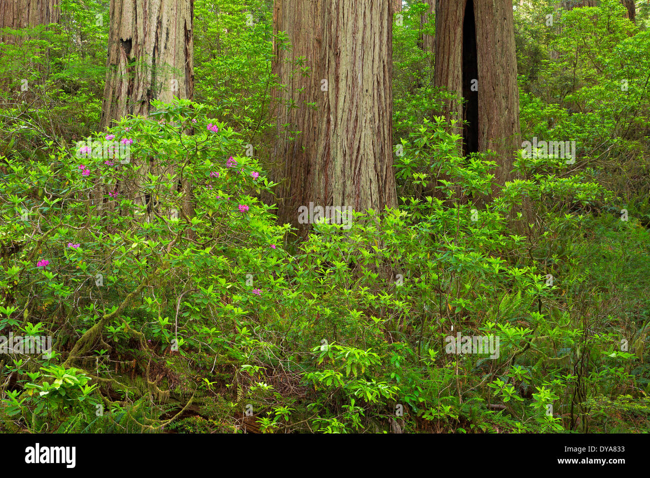 CA California USA America United States Redwood National Park Redwoods Redwood forest Sequoia sempervirens forest tree trees, Stock Photo