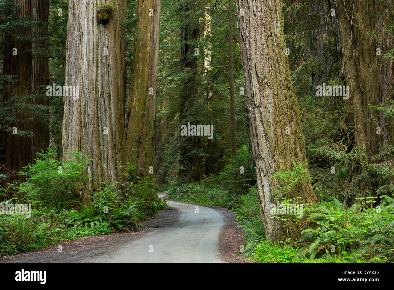 CA California USA America United States Redwood National Park Redwoods Redwood forest Sequoia sempervirens forest tree trees, Stock Photo