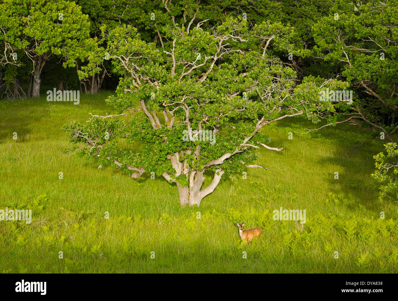 Bald Hills Redwood National Park oak oaks grass meadow wildlife mule deer deer meadow wild doe animal black-tailed deer mam Stock Photo