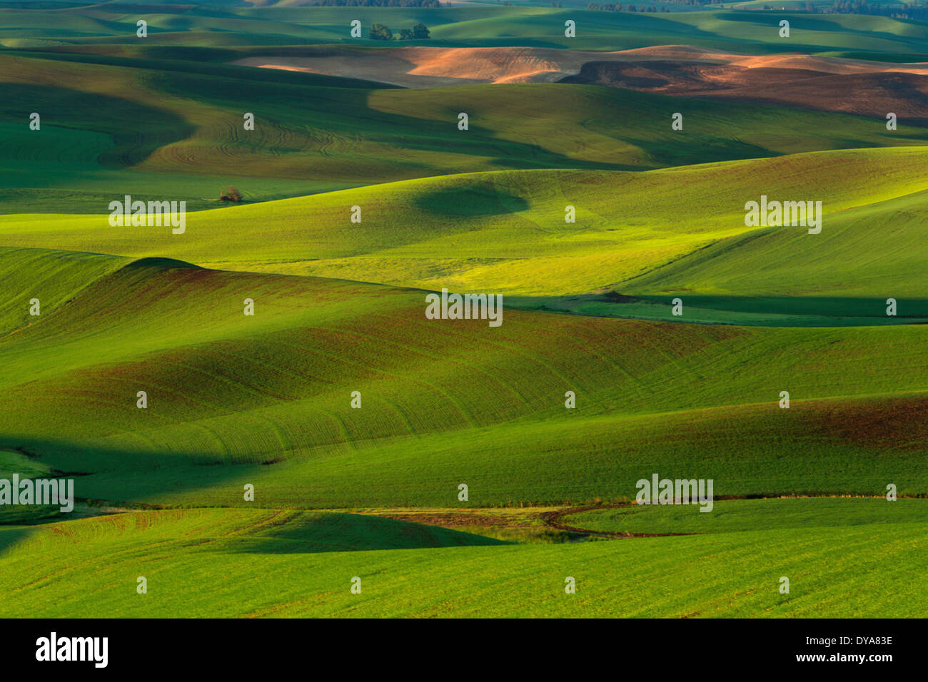 sky, spring, crop, crops, wheat, WA, Washington, USA, America, United States, agriculture, stormy, moody, Palouse, farm, farming Stock Photo