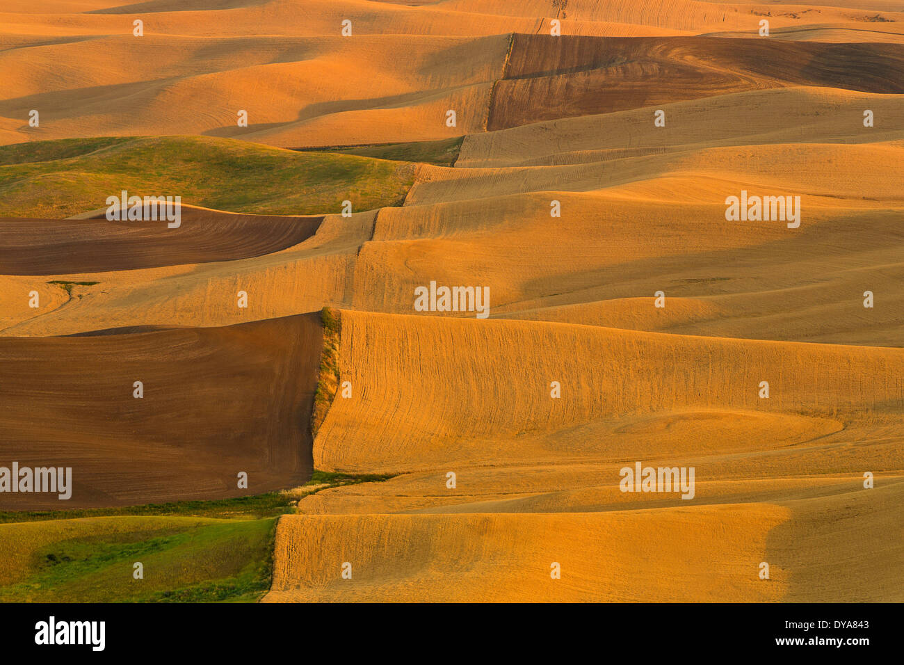 Summer crop crops wheat wa hires stock photography and images Alamy