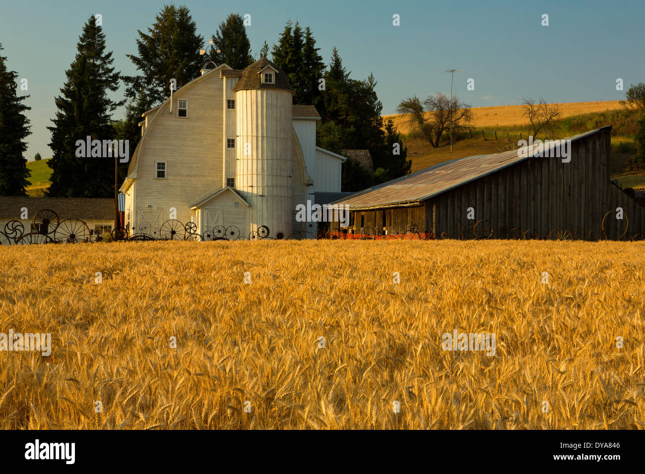 Dahmen Barn barn WA Washington wheat USA America United States wheel fence fence silo white golden sunrise agriculture summ Stock Photo