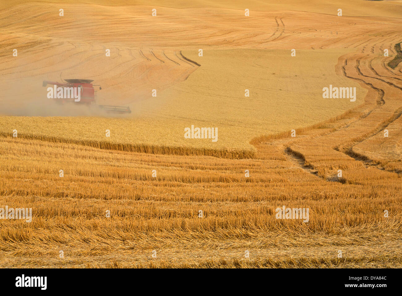 wheat crop crops combine combines golden harvest Palouse grain WA Washington USA America United States farm farming Stock Photo