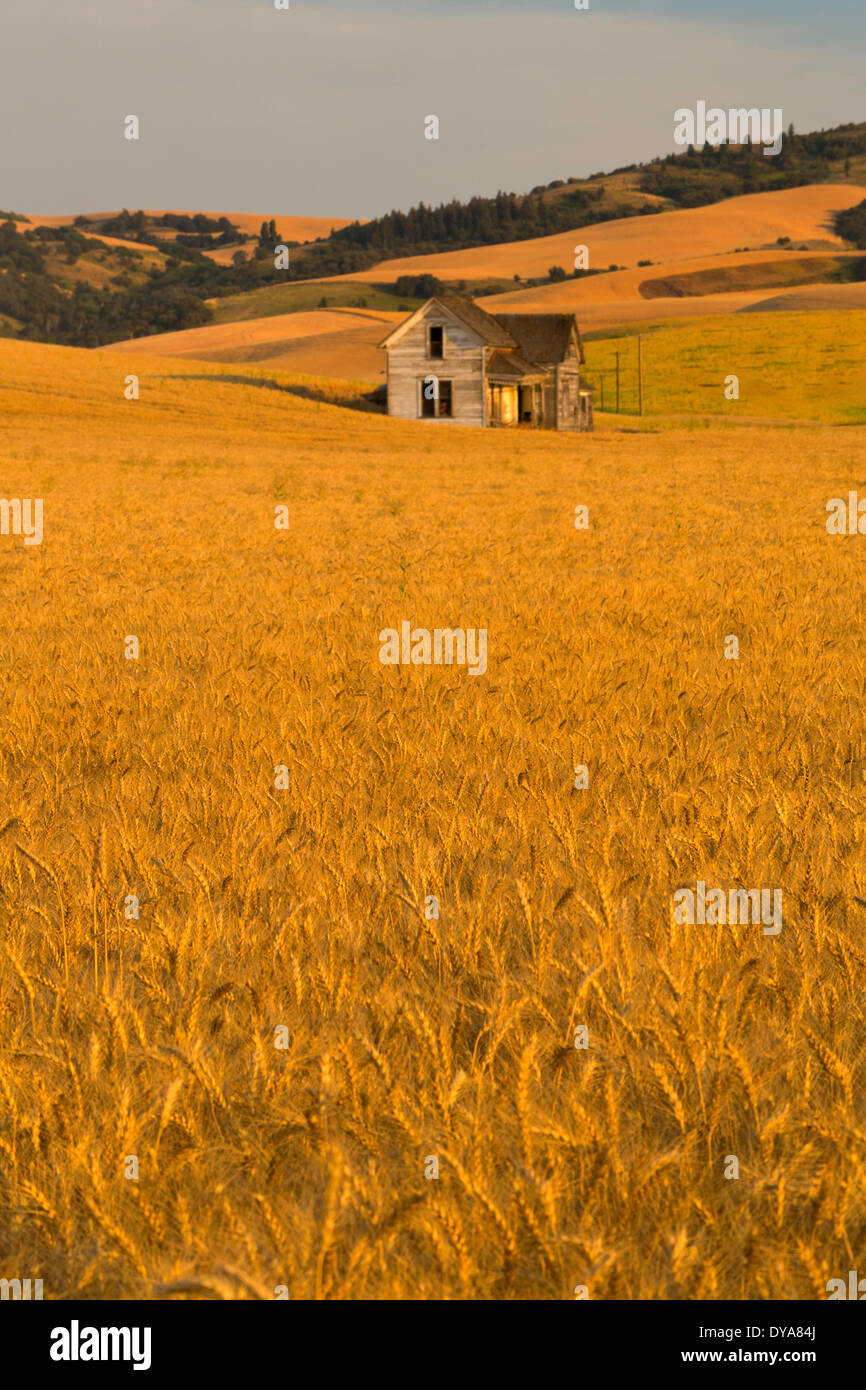 sky summer crop crops wheat WA Washington USA America United States agriculture golden harvest morning Palouse farm farmin Stock Photo