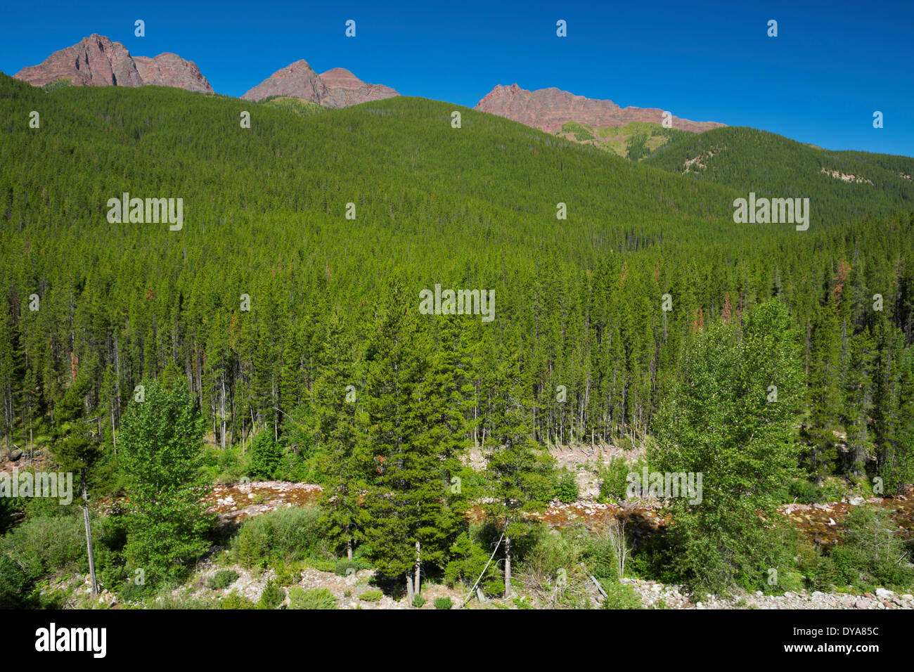 Red Butte, lodgepole pine, forest, Bob Marshall Wilderness, MT, Montana