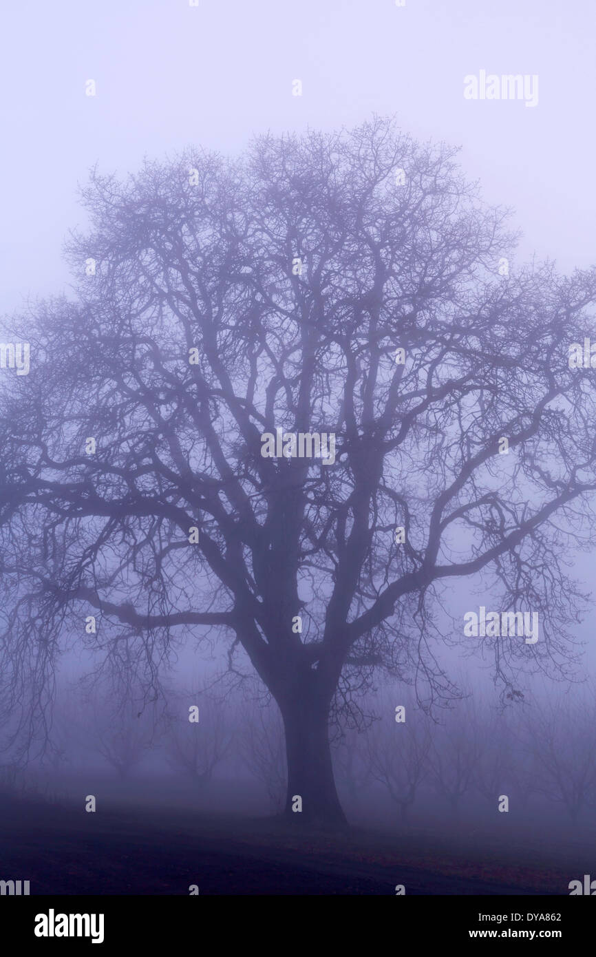 fog oak oak tree arbor orchard cherry orchard cherry tree cherry trees