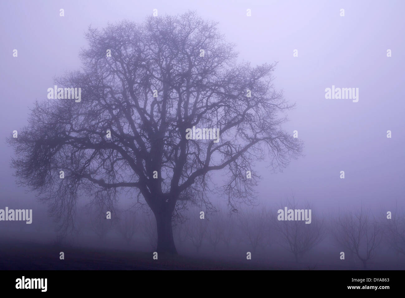 fog oak oak tree arbor orchard cherry orchard cherry tree cherry trees