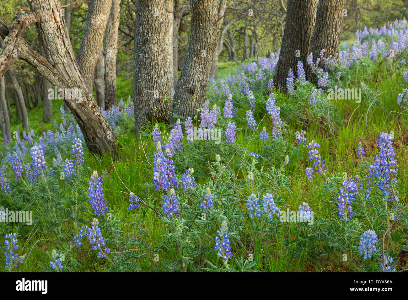 lupine Columbia River Gorge flower flowering flowers wildflowers blossom blossoms blossoming bloom blooming blooms wildflower, Stock Photo