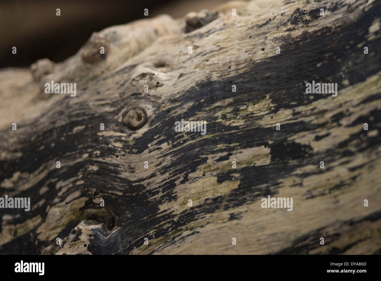 Close up of tree bark, burnt tree, texture, colour photograph Stock