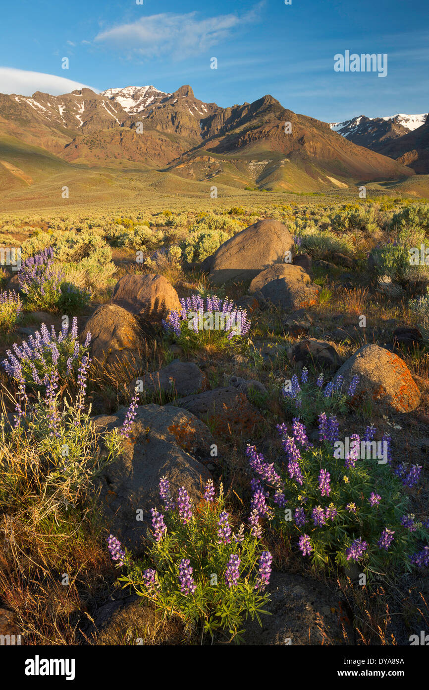 Steens Mountains Great Basin Great Basin Desert High Desert Steens Mountains Oregon OR USA America United States lupine desert Stock Photo