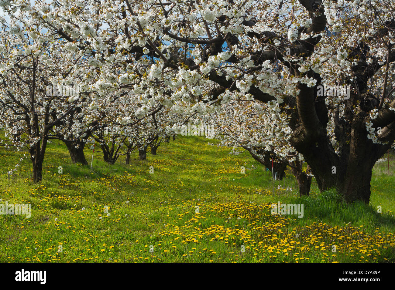 orchard orchards trees cherry trees cherry cherries spring sunny barn farm agriculture country farming bloom blooming bloss Stock Photo