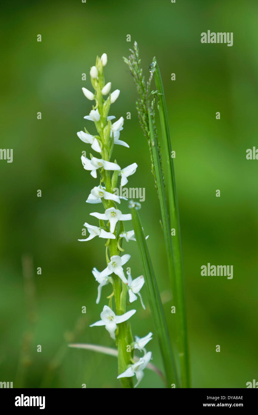 White Bog Orchid Habenaria dilatata Oregon OR USA America United States blossom blossoming bloom blooming flowers flower flow Stock Photo