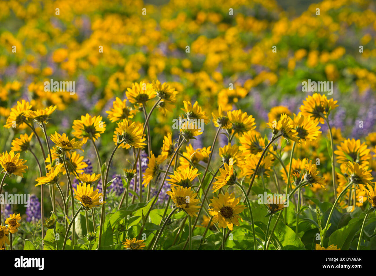 Cascades Cascade Range Hood River valley Hood River glacier balsamroot wildflowers wildflower blossoming bloom blooming blossom Stock Photo