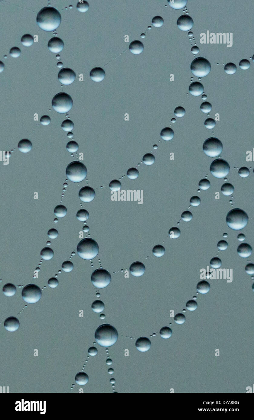 water pearls web webbing cobweb raindrops droplets abstract macro Washington Whidbey Island USA America United States, Stock Photo