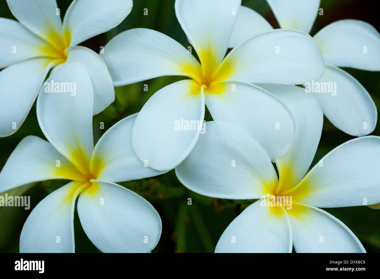 Plumeria, flower, bloom, blossom, blooming, flowers, Baja, Mexico, Central America, Stock Photo