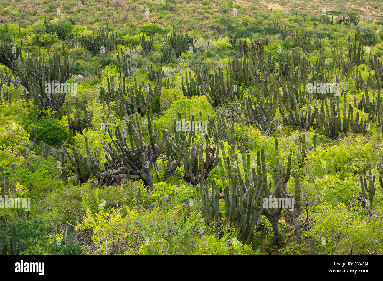 Cardon Cactus, Pachycereus pringlei, Baja, Mexico, Central America, desert, cactus, succulent, dry Stock Photo