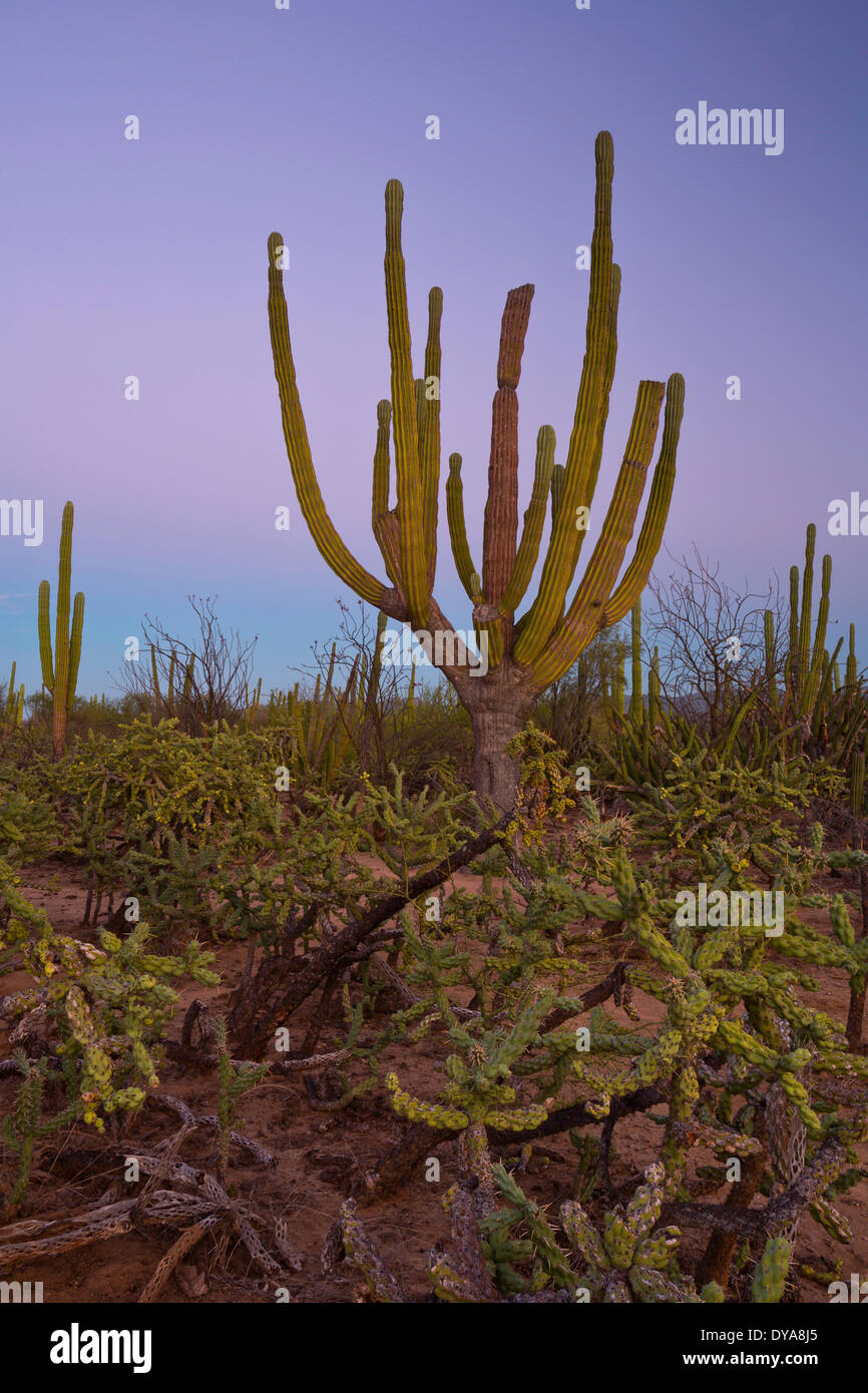 evening, Baja, Baja de Mexico, Mexico, Central America, cactus, desert, dry, Buckhorn cholla, Cardon cactus Stock Photo
