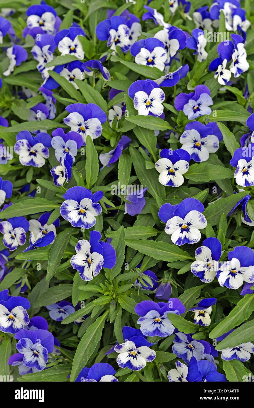 Europe, Italy, pansy, pansies, flowers, patterns, plants Stock Photo