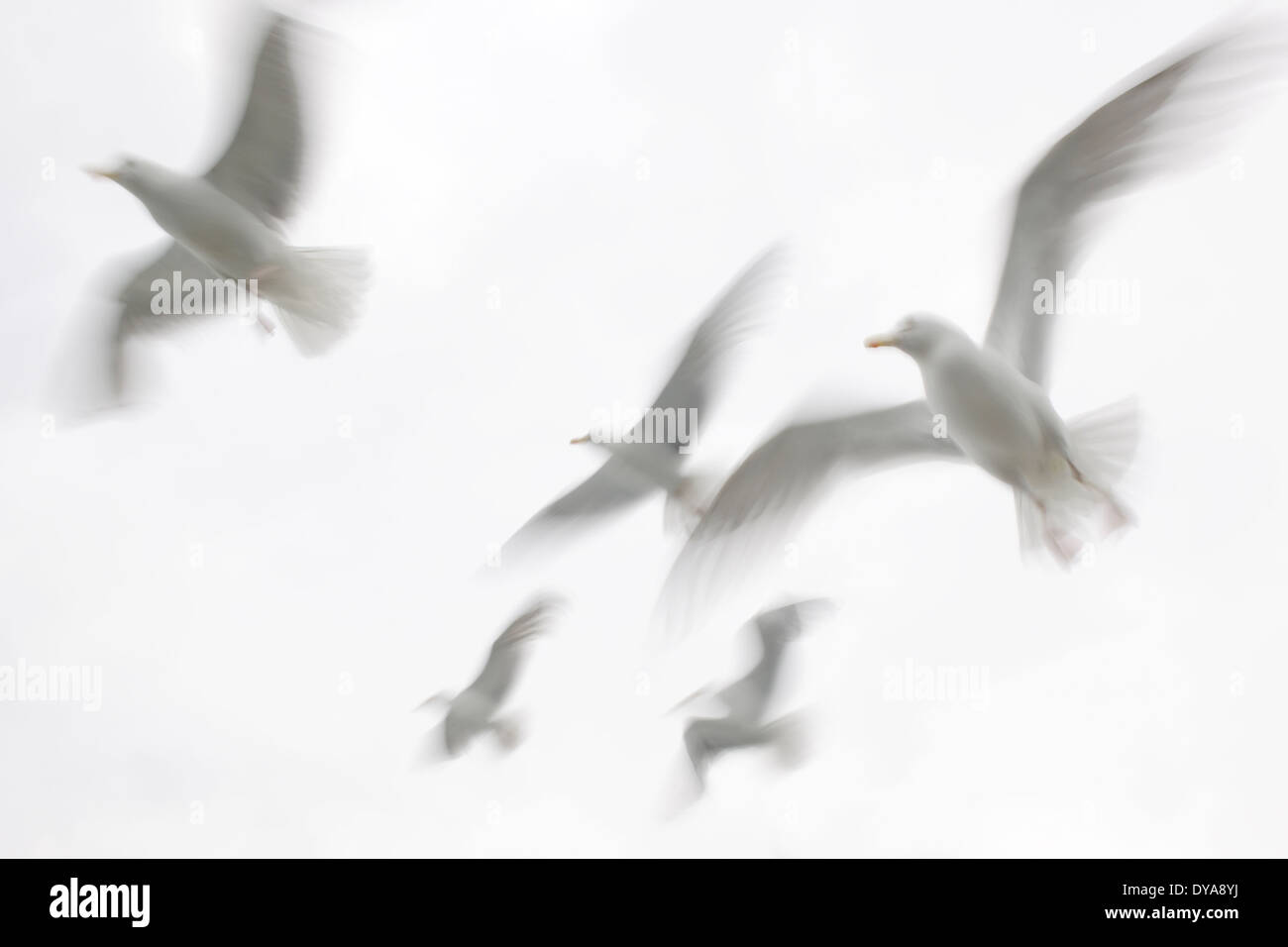 Group of Herring gulls flying against white sky, blurred by movement