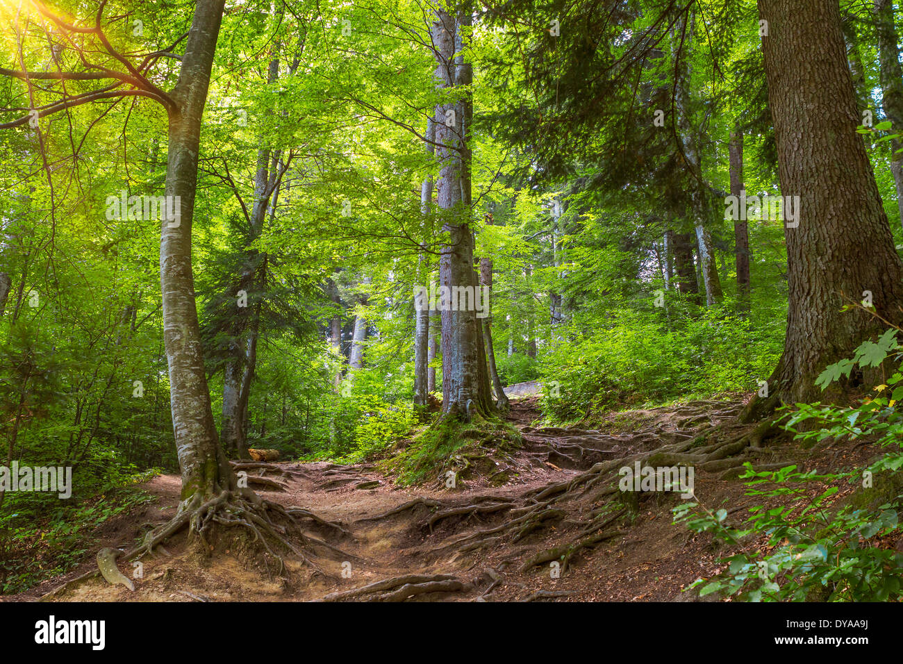 Sunlight in the green forest hi-res stock photography and images - Alamy