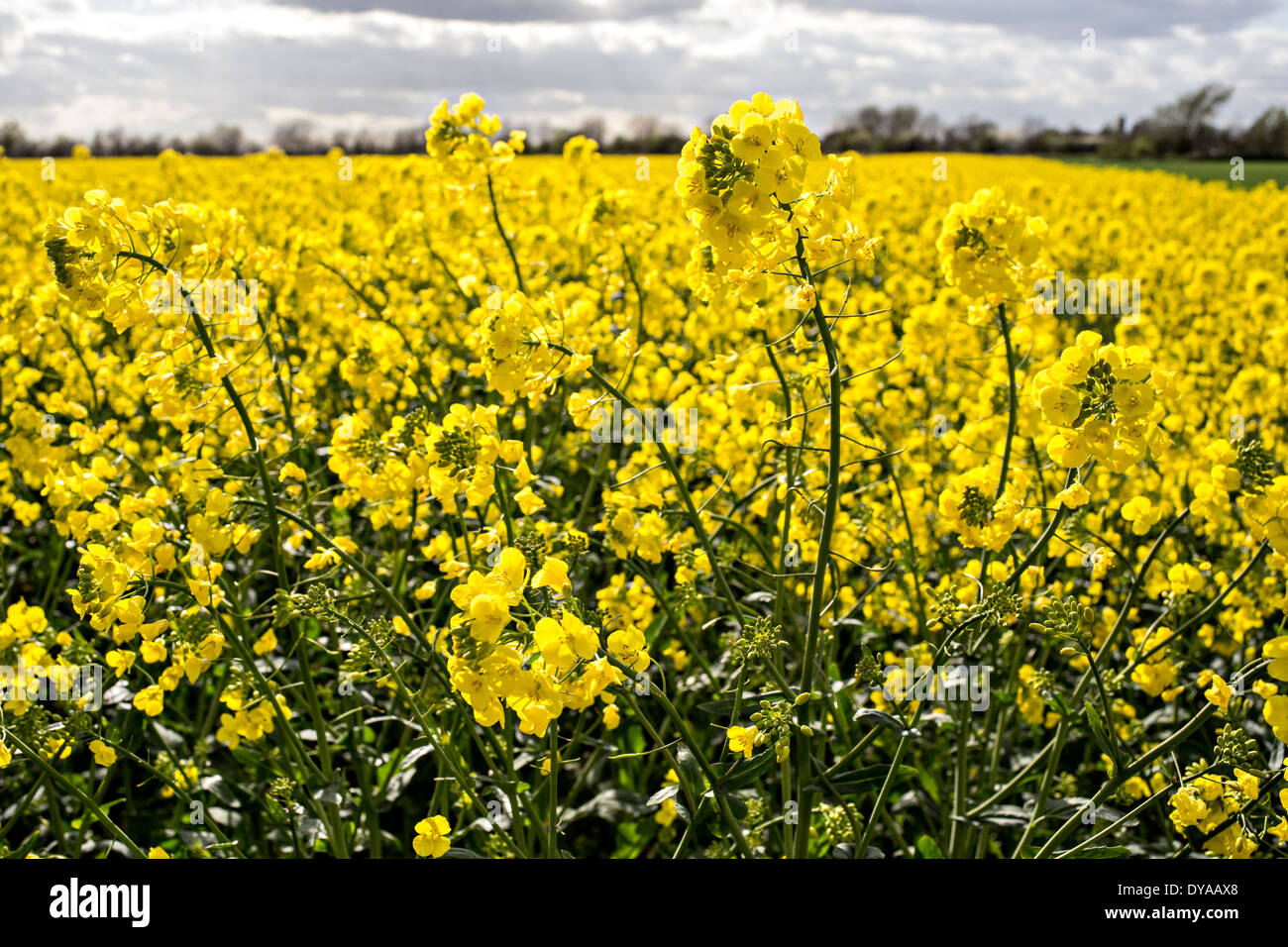 field of oil seed rape crop Stock Photo - Alamy