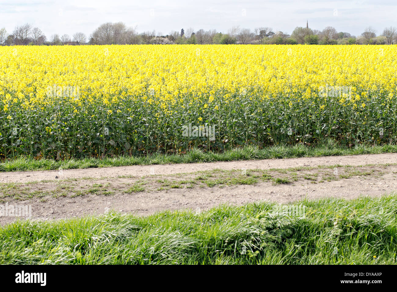 field of oil seed rape Stock Photo - Alamy