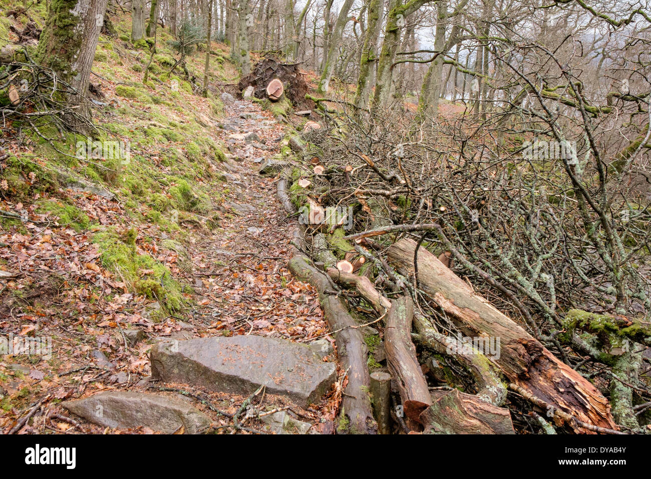 Fallen trees on woodland footpath beside Ullswater in Lake District National Park, Howtown, Cumbria, England, UK, Britain Stock Photo