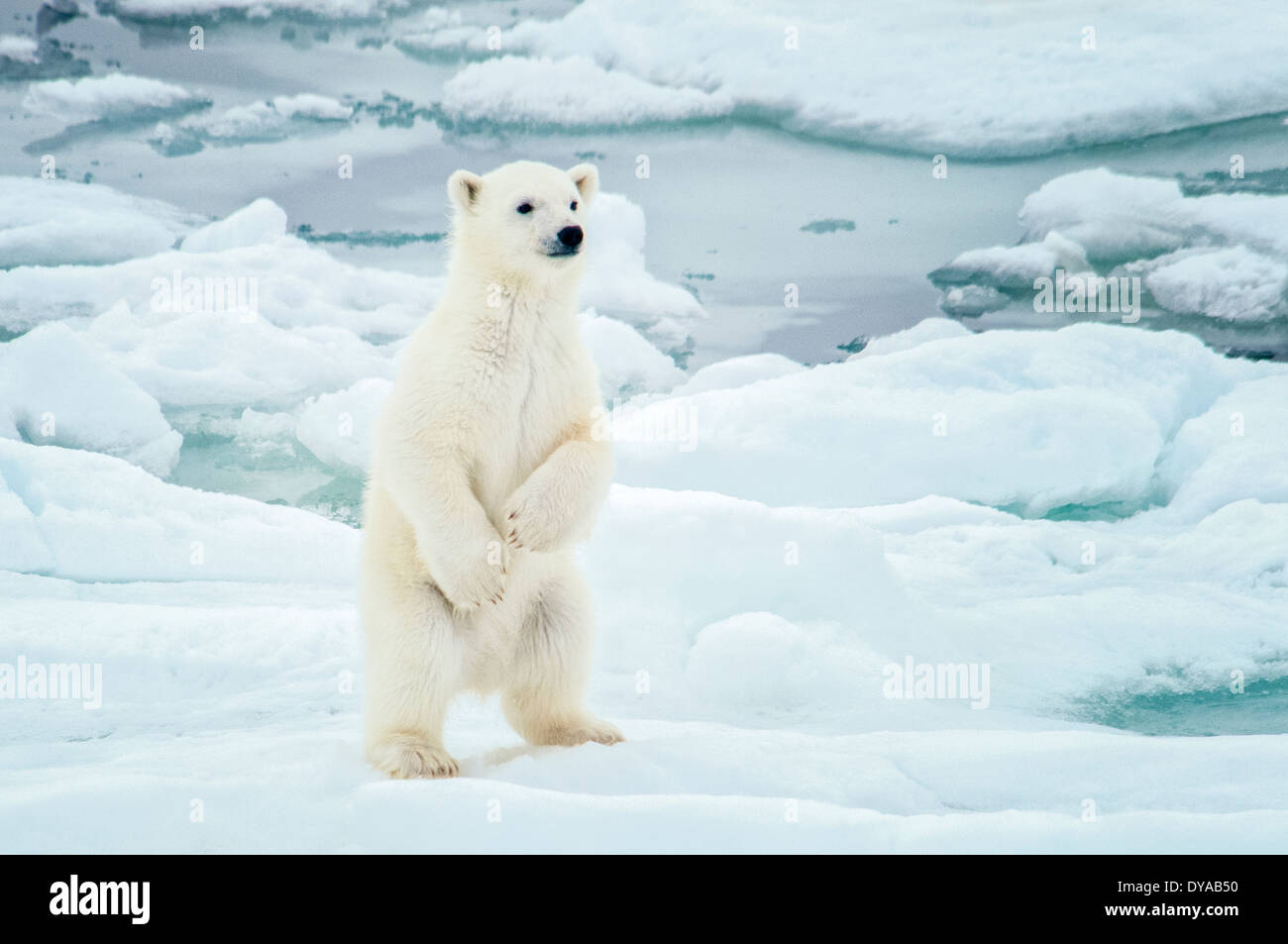 Cute Polar Bear Cub, Ursus maritimus, standing up on the Olgastretet Pack Ice, Svalbard Archipelago, Norway Stock Photo